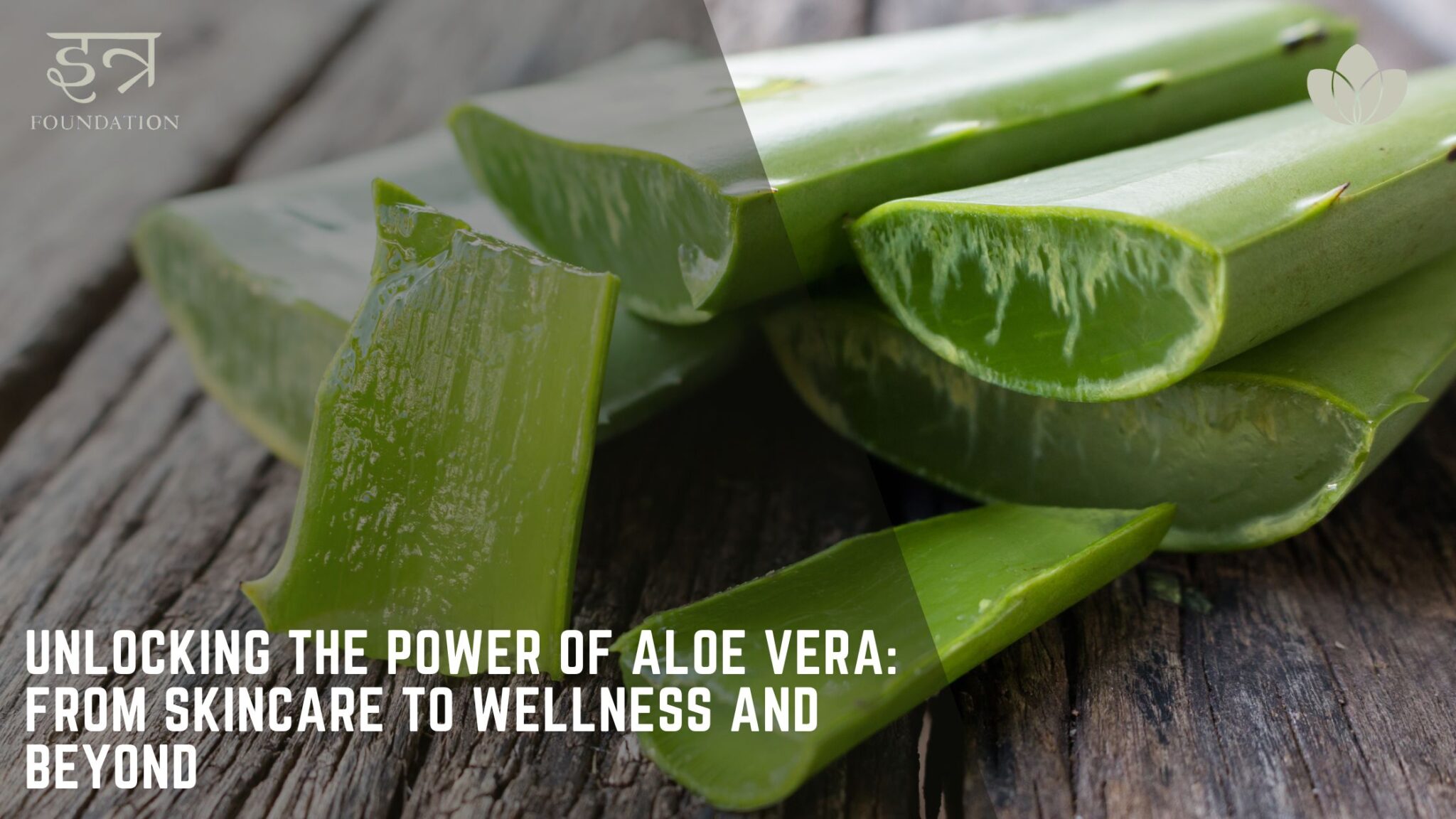 Unlocking the Power of Aloe Vera: From Skincare to Wellness and Beyond 