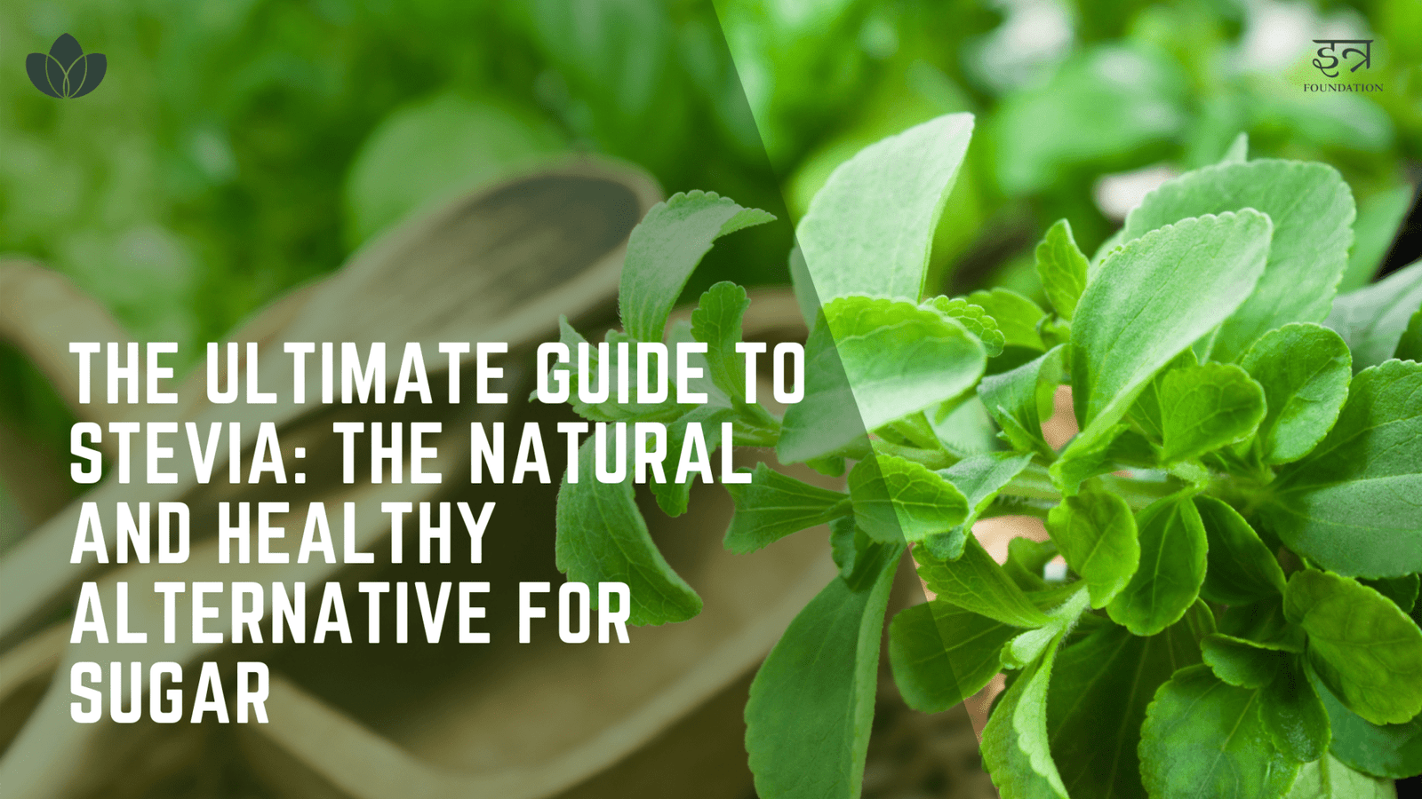 The Ultimate Guide to Stevia: The Natural and Healthy Alternative for 