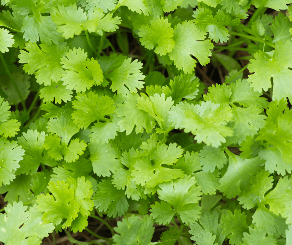 Get to Know Your Coriander From Garden to Kitchen Itra Foundation