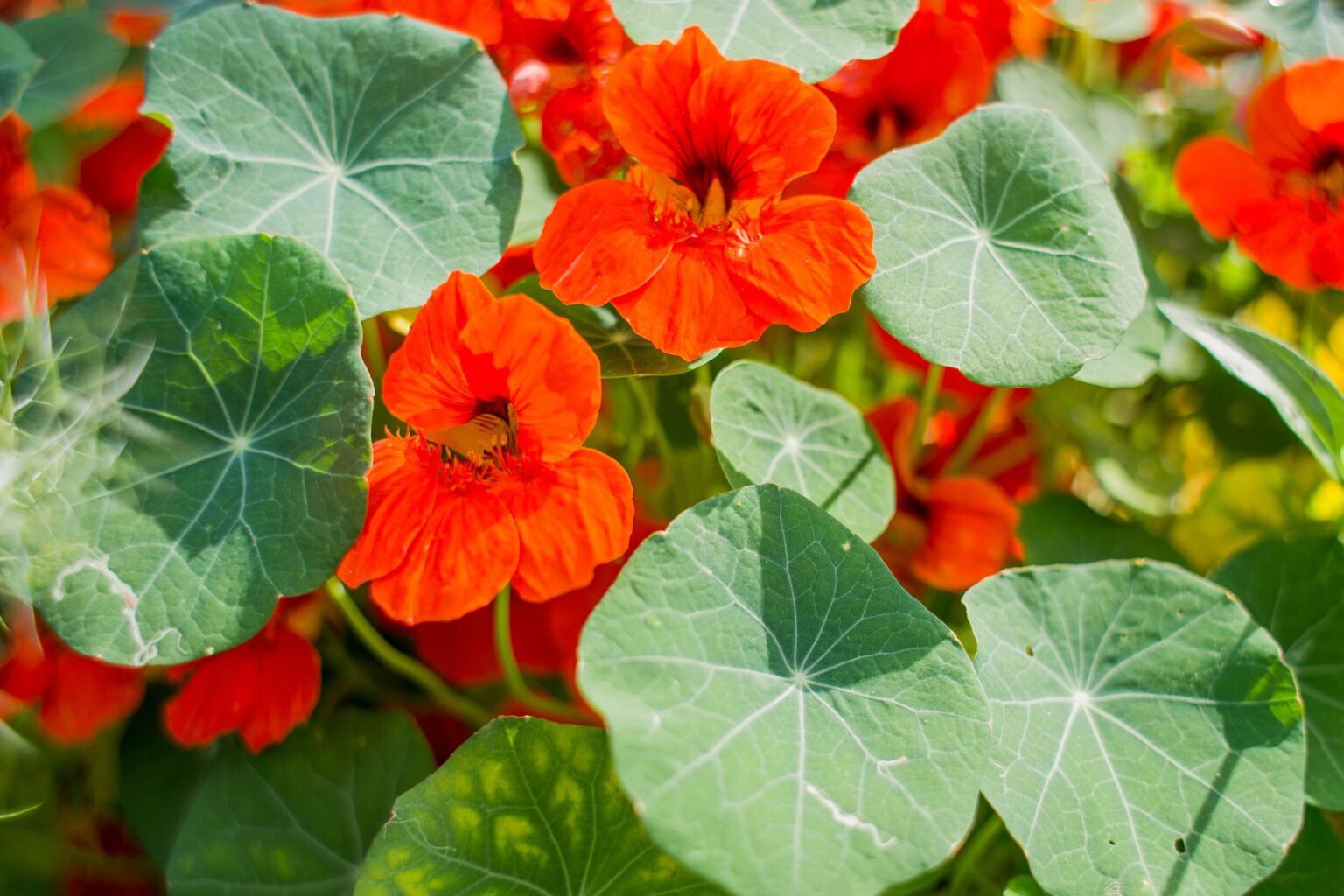 The Health Benefits of Eating Edible Nasturtiums - Itra Foundation