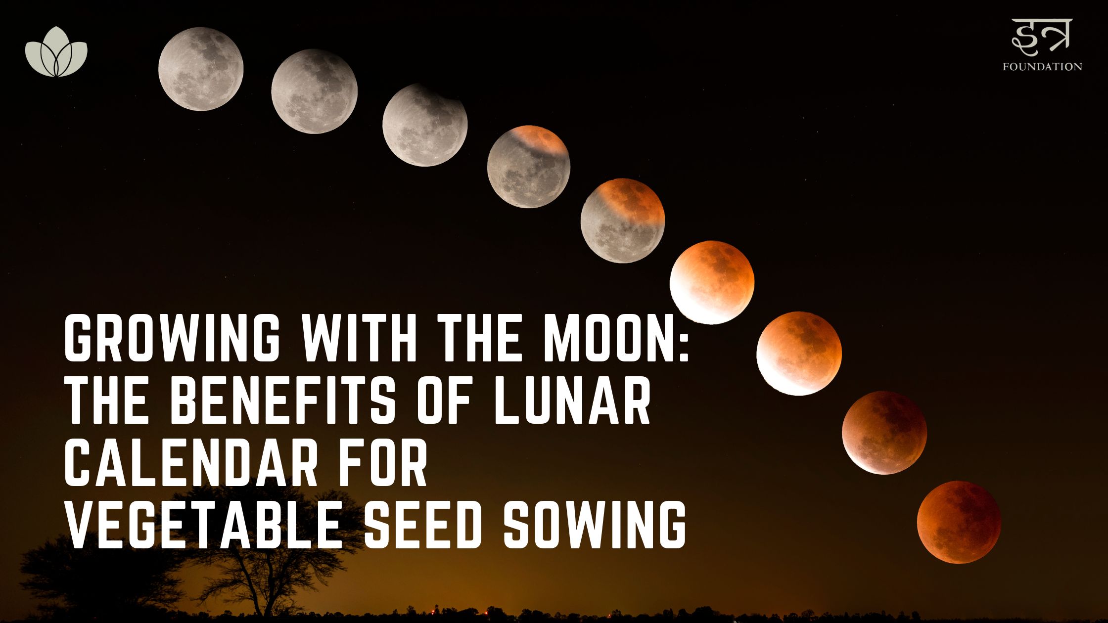 Growing with the Moon The Benefits of Lunar Calendar for Vegetable