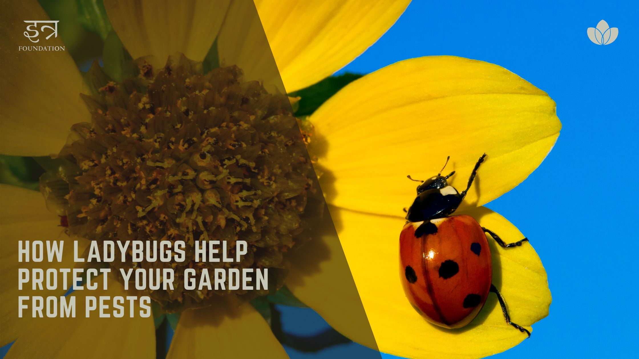 How Ladybugs Help Protect Your Garden from Pests - Itra Foundation