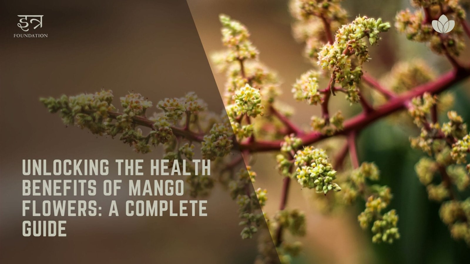 Unlocking the Health Benefits of Mango Flowers A Complete Guide Itra